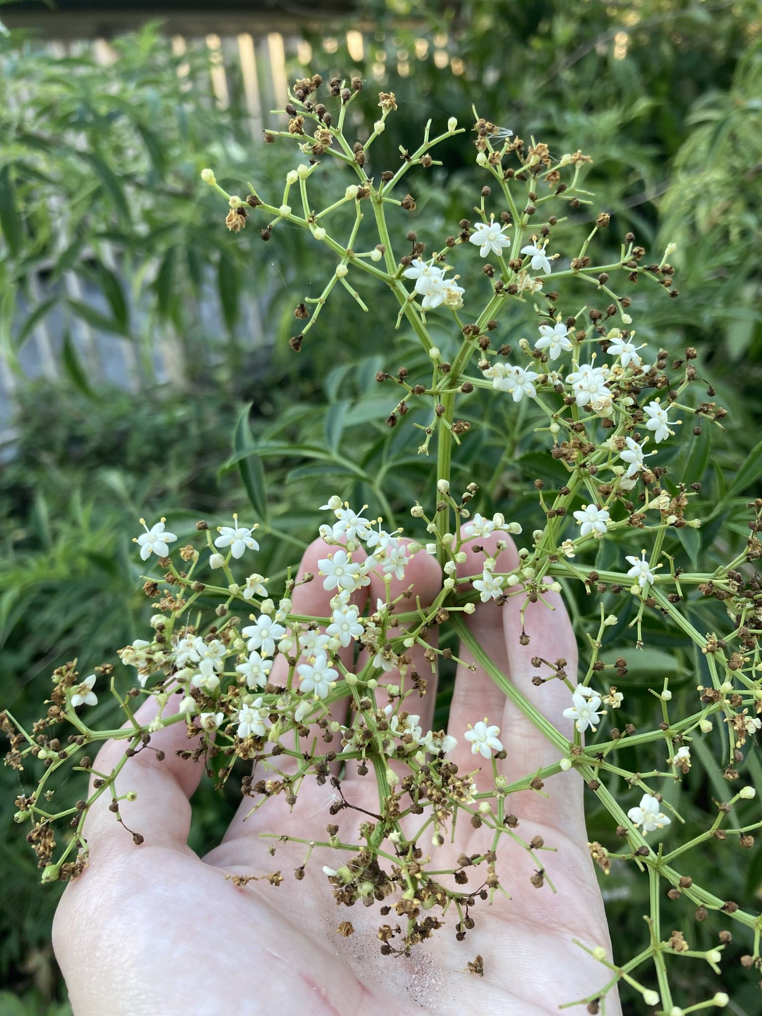 Sambucus canadensis